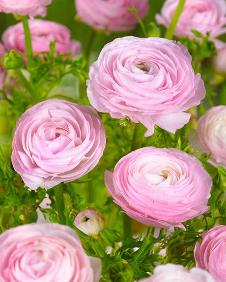 Pink Ranunculus Corms Bulbs Persian Buttercup Growing Bonsai Roots Rhizomes Tubers Potted Planting Reblooming Fragrant Garden Species Blooms Flower Seeds Plant Gardening