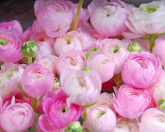 Pink Ranunculus Corms Bulbs Persian Buttercup Growing Bonsai Roots Rhizomes Tubers Potted Planting Reblooming Fragrant Garden Species Blooms Flower Seeds Plant Gardening