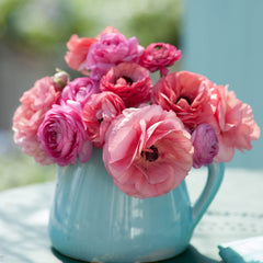 Ranunculus Pink Mix Corms Bulbs Growing Bonsai Roots Rhizomes Tubers Potted Planting Reblooming Fragrant Garden Species Blooms Flower Seeds Plant Gardening