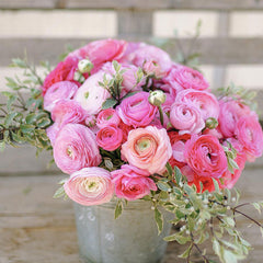 Pink Confetti Mix Ranunculus Corms Bulbs Persian Buttercup Growing Bonsai Roots Rhizomes Tubers Potted Planting Reblooming Fragrant Garden Species Blooms Flower Seeds Plant Gardening