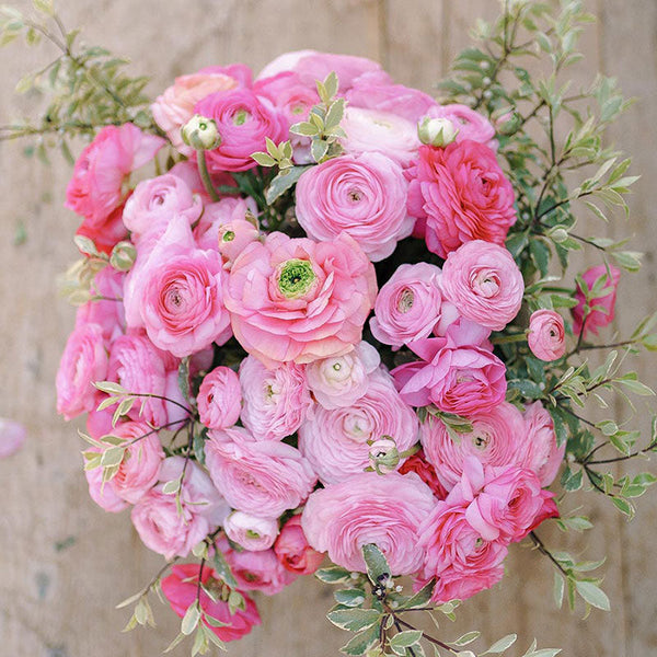 Pink Confetti Mix Ranunculus Corms Bulbs Persian Buttercup Growing Bonsai Roots Rhizomes Tubers Potted Planting Reblooming Fragrant Garden Species Blooms Flower Seeds Plant Gardening