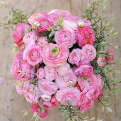 Pink Confetti Mix Ranunculus Corms Bulbs Persian Buttercup Growing Bonsai Roots Rhizomes Tubers Potted Planting Reblooming Fragrant Garden Species Blooms Flower Seeds Plant Gardening