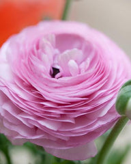 Pink Ranunculus Corms Bulbs Persian Buttercup Growing Bonsai Roots Rhizomes Tubers Potted Planting Reblooming Fragrant Garden Species Blooms Flower Seeds Plant Gardening