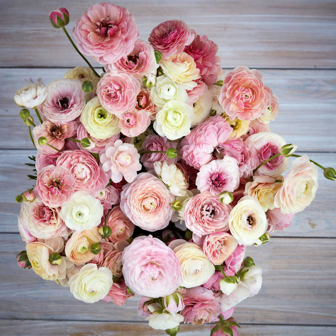 ranunculus flower seed Porcelaine Ranunculus Corms Bulbs Growing Bonsai Roots Rhizomes Tubers Potted Planting Reblooming Fragrant Garden Species Blooms Flower Seeds Plant Gardening