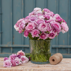 Purple Jean Ranunculus Corms Bulbs Persian Buttercup Growing Bonsai Roots Rhizomes Tubers Potted Planting Reblooming Fragrant Garden Species Blooms Flower Seeds Plant Gardening - Seedsplant