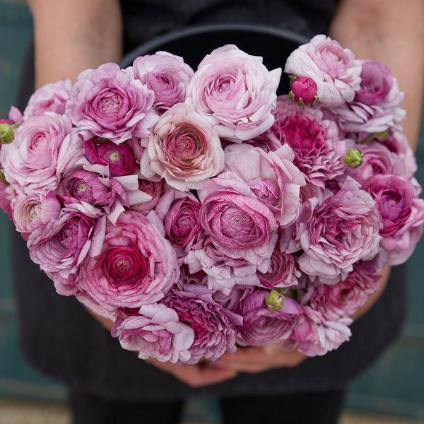 Purple Jean Ranunculus Corms Bulbs Persian Buttercup Growing Bonsai Roots Rhizomes Tubers Potted Planting Reblooming Fragrant Garden Species Blooms Flower Seeds Plant Gardening