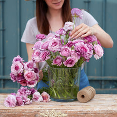 Purple Jean Ranunculus Corms Bulbs Persian Buttercup Growing Bonsai Roots Rhizomes Tubers Potted Planting Reblooming Fragrant Garden Species Blooms Flower Seeds Plant Gardening - Seedsplant