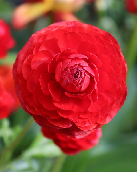Red Ranunculus Corms Bulbs Persian Buttercup Growing Bonsai Roots Rhizomes Tubers Potted Planting Reblooming Fragrant Garden Species Blooms Flower Seeds Plant Gardening