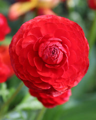 Red Ranunculus Corms Bulbs Persian Buttercup Growing Bonsai Roots Rhizomes Tubers Potted Planting Reblooming Fragrant Garden Species Blooms Flower Seeds Plant Gardening