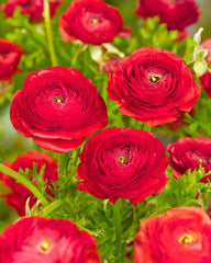 Red Ranunculus Corms Bulbs Persian Buttercup Growing Bonsai Roots Rhizomes Tubers Potted Planting Reblooming Fragrant Garden Species Blooms Flower Seeds Plant Gardening