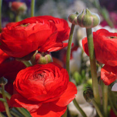 Ranunculus Bulbs Red Corms Growing Bonsai Roots Rhizomes Tubers Potted Planting Reblooming Fragrant Garden Species Blooms Flower Seeds Plant Gardening