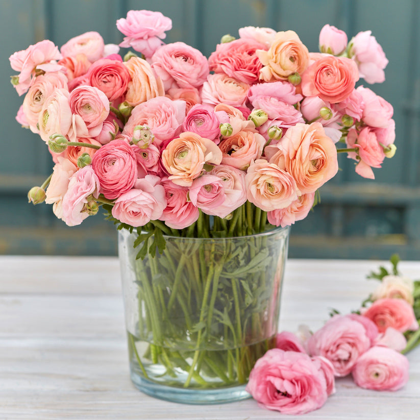 romantic flower seeds Romantic Mix Ranunculus Corms Bulbs Persian Buttercup Growing Bonsai Roots Rhizomes Tubers Potted Planting Reblooming Fragrant Garden Species Blooms Flower Seeds Plant Gardening