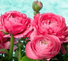 Ranunculus Bulbs Red Corms Growing Bonsai Roots Rhizomes Tubers Potted Planting Reblooming Fragrant Garden Species Blooms Flower Seeds Plant Gardening
