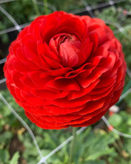 Ranunculus Rosso Corms Bulbs Growing Bonsai Roots Rhizomes Tubers Potted Planting Reblooming Fragrant Garden Species Blooms Flower Seeds Plant Gardening