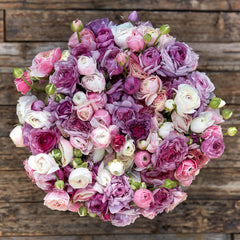 Secret Garden Mix Ranunculus Corms Bulbs Persian Buttercup Growing Bonsai Roots Rhizomes Tubers Potted Planting Reblooming Fragrant Garden Species Blooms Flower Seeds Plant Gardening