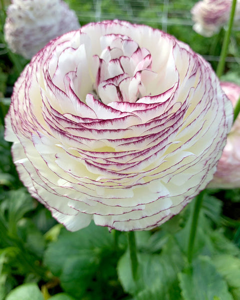 Striato Bianco Ranunculus Corms Bulbs Persian Buttercup Growing Bonsai Roots Rhizomes Tubers Potted Planting Reblooming Fragrant Garden Species Blooms Flower Seeds Plant Gardening