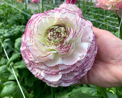 Striato Bianco Ranunculus Corms Bulbs Persian Buttercup Growing Bonsai Roots Rhizomes Tubers Potted Planting Reblooming Fragrant Garden Species Blooms Flower Seeds Plant Gardening