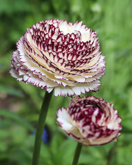Striato Bianco Ranunculus Corms Bulbs Persian Buttercup Growing Bonsai Roots Rhizomes Tubers Potted Planting Reblooming Fragrant Garden Species Blooms Flower Seeds Plant Gardening