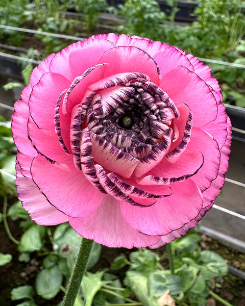 Striato Rosa Ranunculus  Corms Bulbs Growing Bonsai Roots Rhizomes Tubers Potted Planting Reblooming Fragrant Garden Species Blooms Flower Seeds Plant Gardening