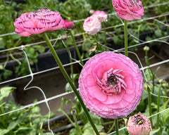 Striato Rosa Ranunculus  Corms Bulbs Growing Bonsai Roots Rhizomes Tubers Potted Planting Reblooming Fragrant Garden Species Blooms Flower Seeds Plant Gardening