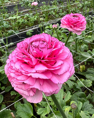 Striato Rosa Ranunculus  Corms Bulbs Growing Bonsai Roots Rhizomes Tubers Potted Planting Reblooming Fragrant Garden Species Blooms Flower Seeds Plant Gardening