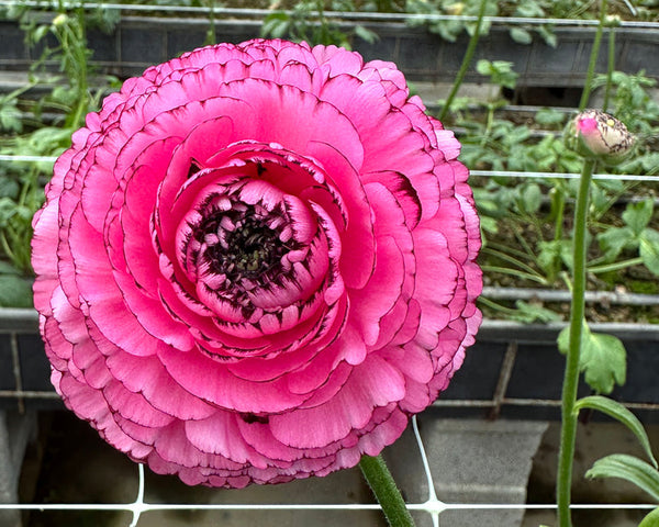 Striato Rosa Ranunculus Bulbs Corms Growing Bonsai Roots Rhizomes Tubers Potted Planting Reblooming Fragrant Garden Species Blooms Flower Seeds Plant Gardening