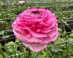 Striato Rosa Ranunculus Bulbs Corms Growing Bonsai Roots Rhizomes Tubers Potted Planting Reblooming Fragrant Garden Species Blooms Flower Seeds Plant Gardening