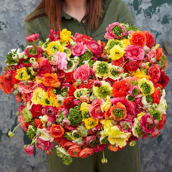 Super Green Mix Ranunculus Corms Bulbs Persian Buttercup Growing Bonsai Roots Rhizomes Tubers Potted Planting Reblooming Fragrant Garden Species Blooms Flower Seeds Plant Gardening