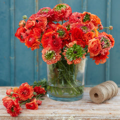 Super Green Orange Ranunculus  Corms Bulbs Growing Bonsai Roots Rhizomes Tubers Potted Planting Reblooming Fragrant Garden Species Blooms Flower Seeds Plant Gardening