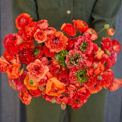 Super Green Orange Ranunculus  Corms Bulbs Growing Bonsai Roots Rhizomes Tubers Potted Planting Reblooming Fragrant Garden Species Blooms Flower Seeds Plant Gardening