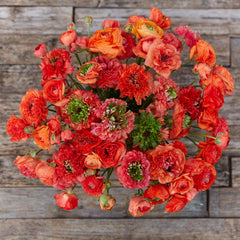 Super Green Orange Ranunculus  Corms Bulbs Growing Bonsai Roots Rhizomes Tubers Potted Planting Reblooming Fragrant Garden Species Blooms Flower Seeds Plant Gardening