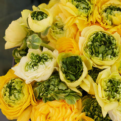 Super Green Yellow Ranunculus Corms Bulbs Persian Buttercup Growing Bonsai Roots Rhizomes Tubers Potted Planting Reblooming Fragrant Garden Species Blooms Flower Seeds Plant Gardening