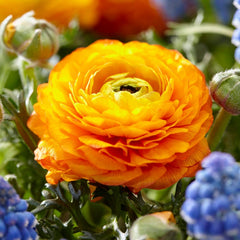 Tecolote Gold Ranunculus