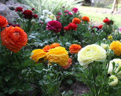 Ranunculus Tomer Mix Corms Bulbs Growing Bonsai Roots Rhizomes Tubers Potted Planting Reblooming Fragrant Garden Species Blooms Flower Seeds Plant Gardening