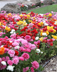 Ranunculus Tomer Mix Corms Bulbs Growing Bonsai Roots Rhizomes Tubers Potted Planting Reblooming Fragrant Garden Species Blooms Flower Seeds Plant Gardening