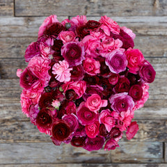 Vineyard Mix Ranunculus Corms Bulbs Persian Buttercup Growing Bonsai Roots Rhizomes Tubers Potted Planting Reblooming Fragrant Garden Species Blooms Flower Seeds Plant Gardening