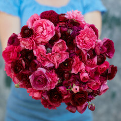 Vineyard Mix Ranunculus Corms Bulbs Persian Buttercup Growing Bonsai Roots Rhizomes Tubers Potted Planting Reblooming Fragrant Garden Species Blooms Flower Seeds Plant Gardening