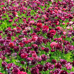 Vineyard Mix Ranunculus Corms Bulbs Persian Buttercup Growing Bonsai Roots Rhizomes Tubers Potted Planting Reblooming Fragrant Garden Species Blooms Flower Seeds Plant Gardening