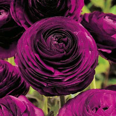 Violet Ranunculus Corms Bulbs Persian Buttercup Growing Bonsai Roots Rhizomes Tubers Potted Planting Reblooming Fragrant Garden Species Blooms Flower Seeds Plant Gardening