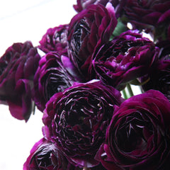 Violet Ranunculus Corms Bulbs Persian Buttercup Growing Bonsai Roots Rhizomes Tubers Potted Planting Reblooming Fragrant Garden Species Blooms Flower Seeds Plant Gardening
