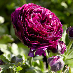 Violet Ranunculus Corms Bulbs Persian Buttercup Growing Bonsai Roots Rhizomes Tubers Potted Planting Reblooming Fragrant Garden Species Blooms Flower Seeds Plant Gardening