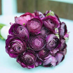 Violet Ranunculus Corms Bulbs Persian Buttercup Growing Bonsai Roots Rhizomes Tubers Potted Planting Reblooming Fragrant Garden Species Blooms Flower Seeds Plant Gardening