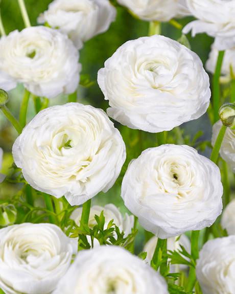 Ranunculus White Corms Bulbs Growing Bonsai Roots Rhizomes Tubers Potted Planting Reblooming Fragrant Garden Species Blooms Flower Seeds Plant Gardening
