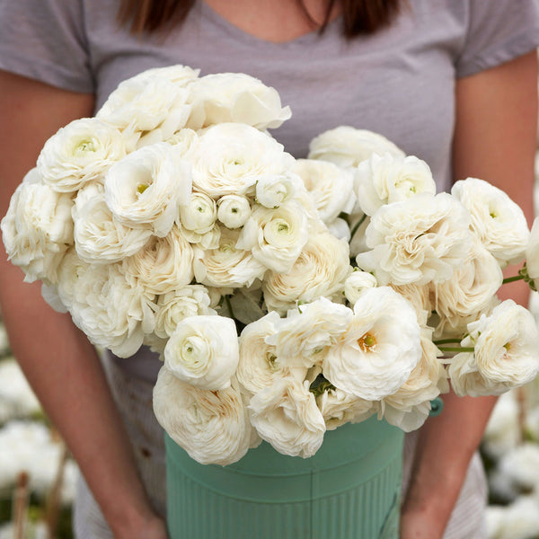 White Ranunculus  Corms Bulbs Growing Bonsai Roots Rhizomes Tubers Potted Planting Reblooming Fragrant Garden Species Blooms Flower Seeds Plant Gardening