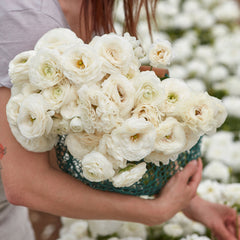 White Ranunculus  Corms Bulbs Growing Bonsai Roots Rhizomes Tubers Potted Planting Reblooming Fragrant Garden Species Blooms Flower Seeds Plant Gardening - Seedsplant