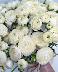 Ranunculus White Corms Bulbs Growing Bonsai Roots Rhizomes Tubers Potted Planting Reblooming Fragrant Garden Species Blooms Flower Seeds Plant Gardening