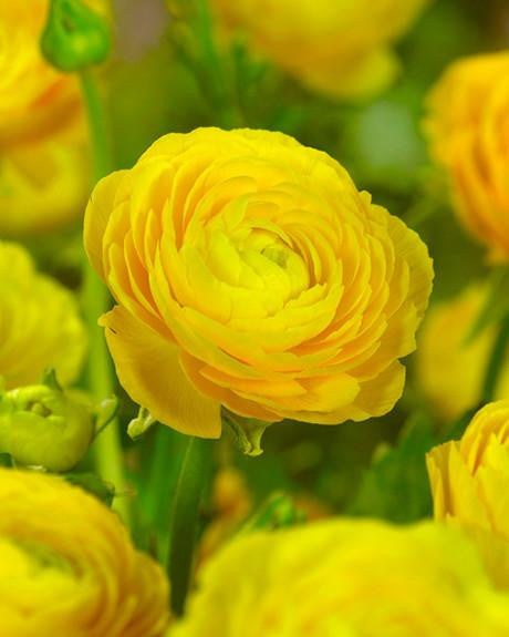 Ranunculus Bulbs Red Corms Growing Bonsai Roots Rhizomes Tubers Potted Planting Reblooming Fragrant Garden Species Blooms Flower Seeds Plant Gardening