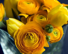 Ranunculus Bulbs Red Corms Growing Bonsai Roots Rhizomes Tubers Potted Planting Reblooming Fragrant Garden Species Blooms Flower Seeds Plant Gardening