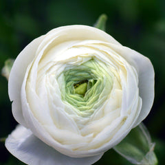 White Ranunculus Corms Bulbs Persian Buttercup Growing Bonsai Roots Rhizomes Tubers Potted Planting Reblooming Fragrant Garden Species Blooms Flower Seeds Plant Gardening