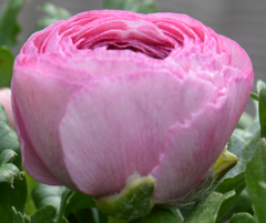 Pink Ranunculus Corms Bulbs Persian Buttercup Growing Bonsai Roots Rhizomes Tubers Potted Planting Reblooming Fragrant Garden Species Blooms Flower Seeds Plant Gardening